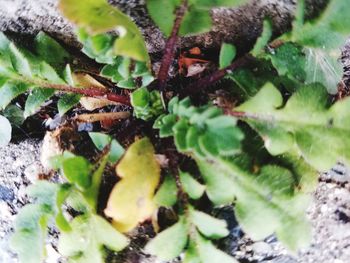 Close-up of insect on plant