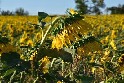Close-up of yellow flowering plant on field