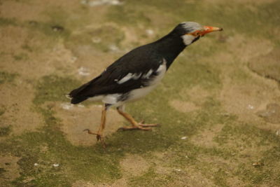 Side view of bird on field