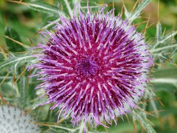 Close-up of thistle blooming on field