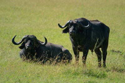 Cape buffalo stands beside another lying down