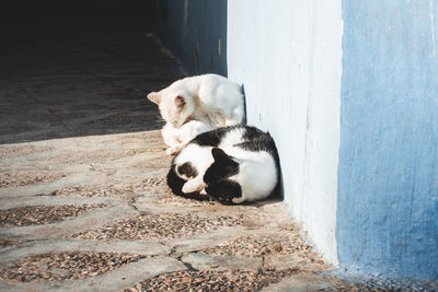 High angle view of a cat