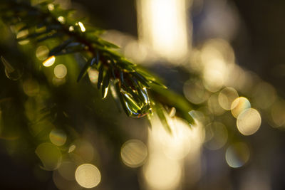 Close-up of christmas tree