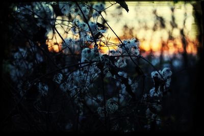 Plants against sky at sunset