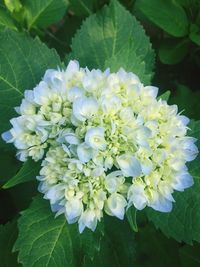 Close-up of hydrangea blooming outdoors