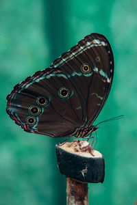 Close-up of butterfly eating banana