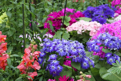 Close-up of purple flowering plants in park