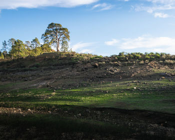 Trees on field against sky