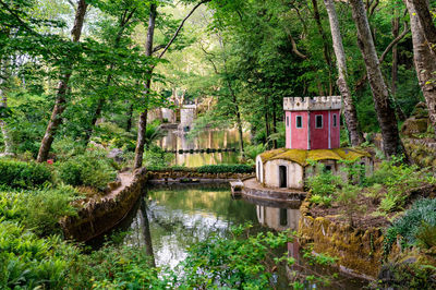 Bridge over lake amidst trees and plants in forest