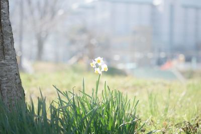 White flowering plants on field