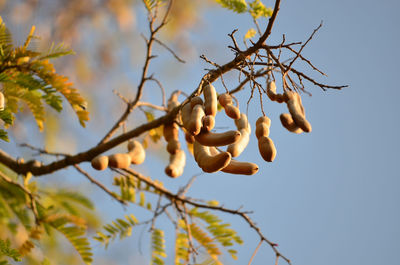 Low angle view of flowering plant against sky