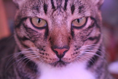 Close-up portrait of cat