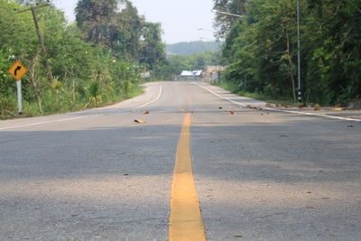 Surface level of road by trees in city