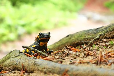 Close-up of lizard on rock