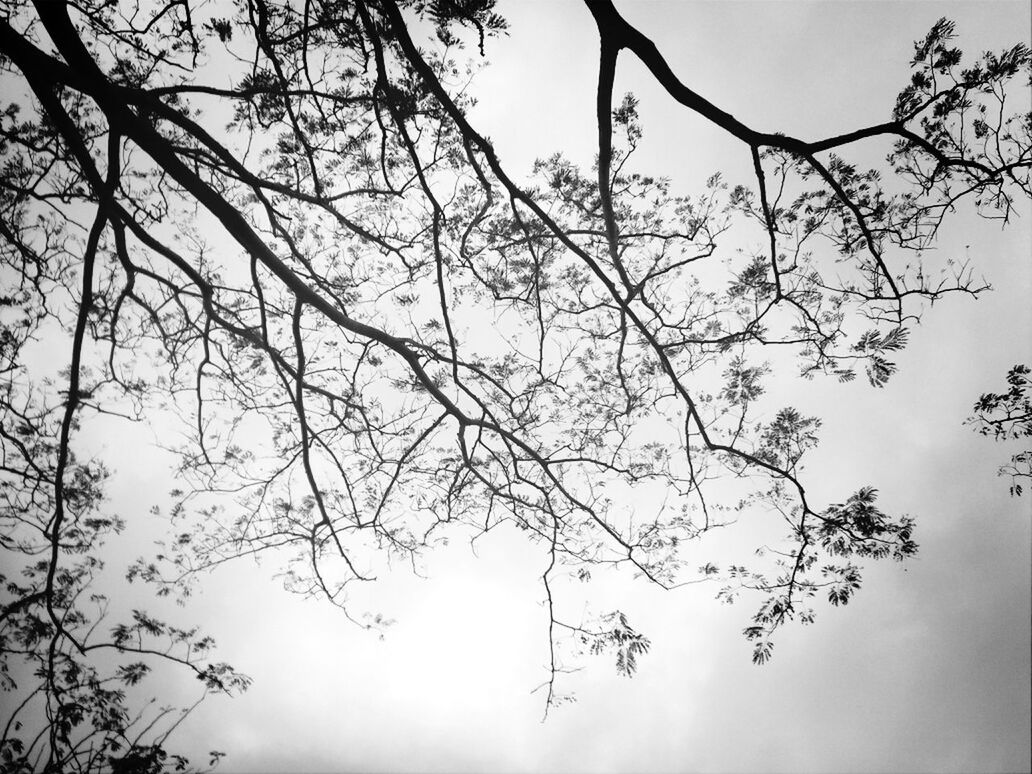 tree, branch, low angle view, sky, nature, growth, bare tree, beauty in nature, tranquility, silhouette, outdoors, day, no people, scenics, twig, clear sky, cloud - sky, leaf, tranquil scene, high section