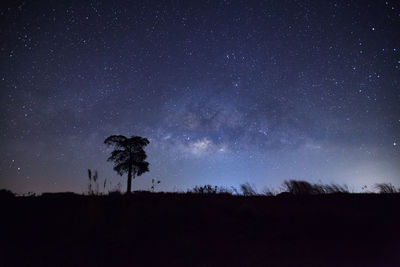 Silhouette of tree against star field at night