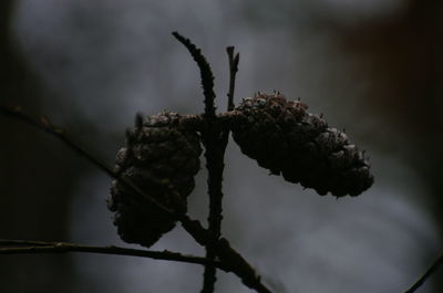 Close-up of plant against blurred background