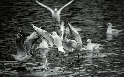 Seagulls flying above lake