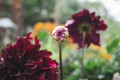 Close-up of pink flowering plant in park