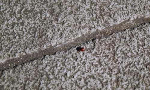 High angle view of ladybug on sand