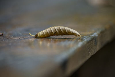 Close-up of snail on wood