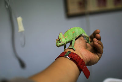 Cropped hand of veterinarian holding lizard in hospital