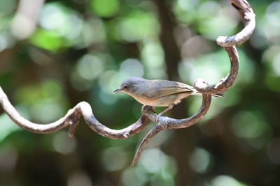 branch