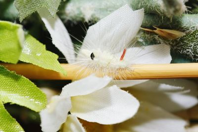 Close-up of white butterfly