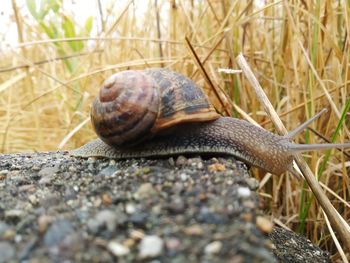 Close-up of snail