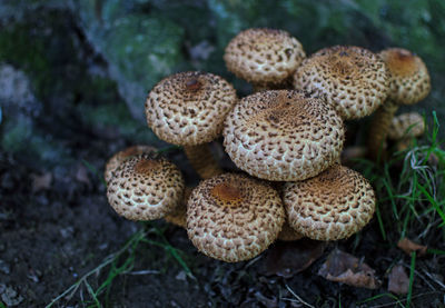 Mushrooms growing on field