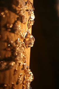 Close-up of plant against blurred background