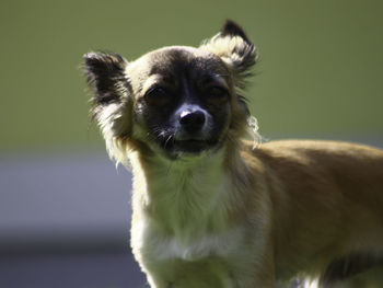 Close-up portrait of dog