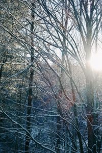 View of bare trees on snow covered land