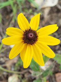 Close-up of bee on yellow flower