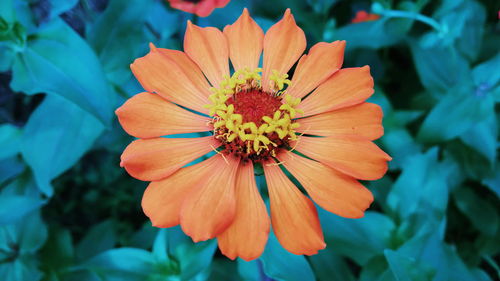 Close-up of orange flower