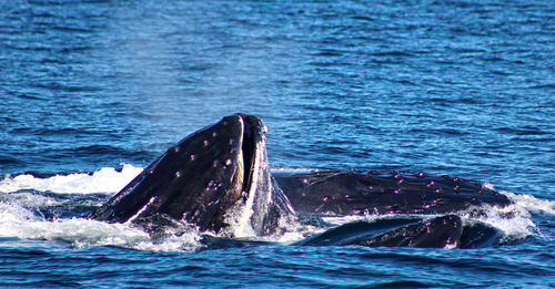 View of whale swimming in sea