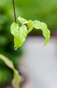 Close-up of water drops on leaf