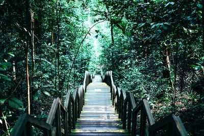 View of boardwalk leading towards trees