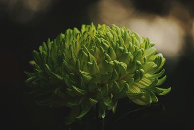 Close-up of flowering plant against black background