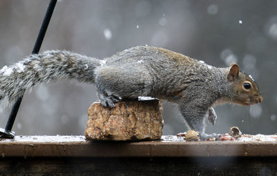 Close-up of squirrel on tree