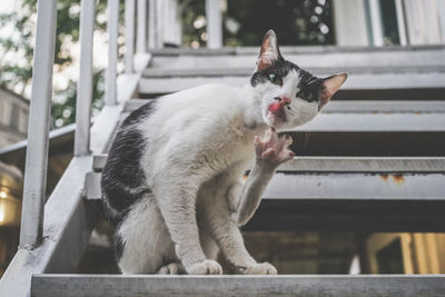 Cat sticking out tongue while sitting on stairs