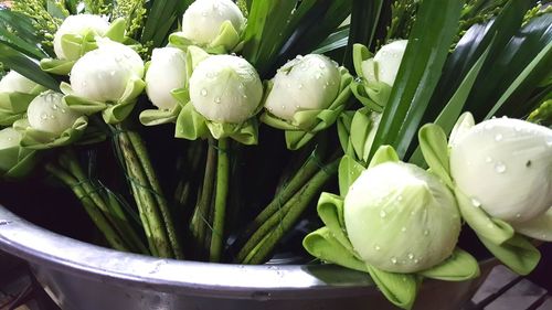 Close-up of white flowering plants