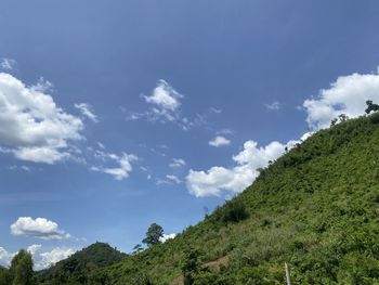 Low angle view of trees against sky