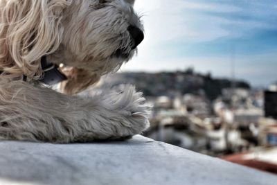 Close-up of dog against sky