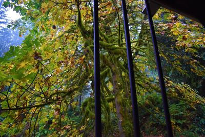 Trees in forest during autumn