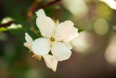 Close-up of white cherry blossoms