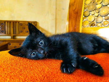 Portrait of black cat lying down at home