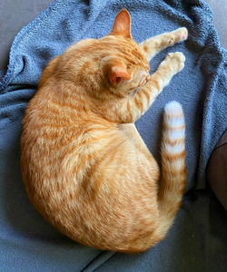 High angle view of cat sleeping