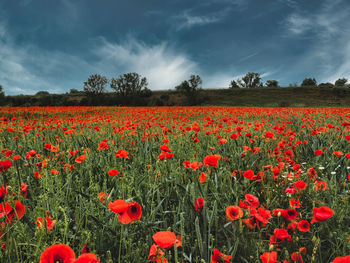 Red poppy flowers in field