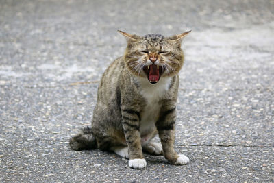 Cat sitting on a floor